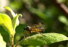 Czy Mosquito to dobra marka?